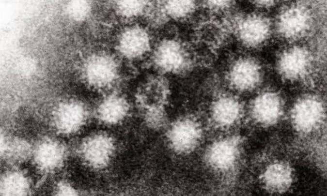 cdiff vs norovirus